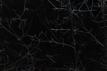  branches of wild plum in winter at night