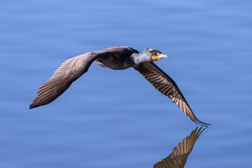 North American Wildlife. Double-crested cormorant in flight above a clear blue lake.