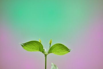 Greenish bokeh photography of neem leaves with beautiful colors. Perfect picture for templates and backgrounds.