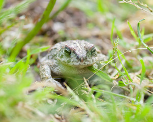 Crapaud