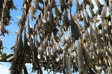 Stockfisch an Holzgestellen auf den Lofoten in Norwegen