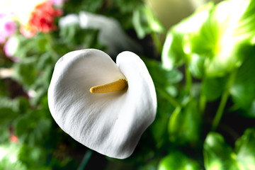 Beautiful big bio calla flower on on a background of green leaves.
