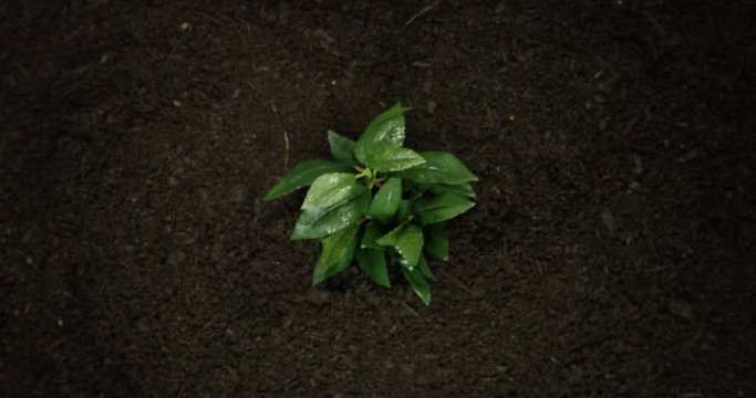 4K Time Lapse Of A Beautiful Leaf Plant Growing From An Over Shot View