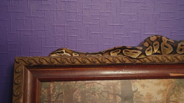 Video of ball python crawling in the gallery