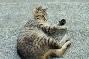 cat in a outdoor park 