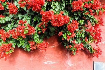 Buganvília vermelha sobre muro vermelho
