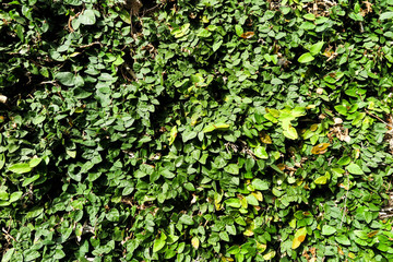 Fundo com hera ,  ivy Background 