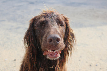 Hund genussvoll im Urlaub
