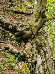 roots of a beech tree on a steep slope