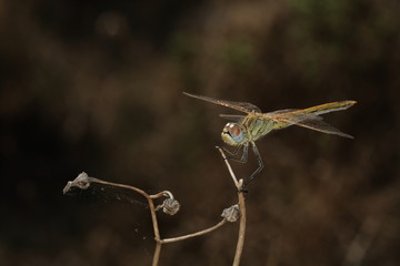 Libellula