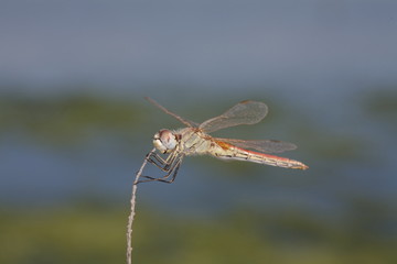 Libellula