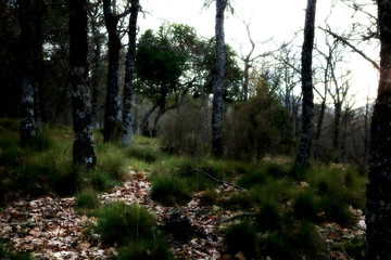 Fototapeta premium BOSQUE