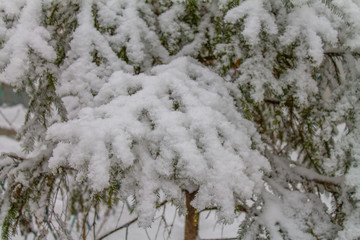 Spruce covered with snowflakes. Spurce with snow.
