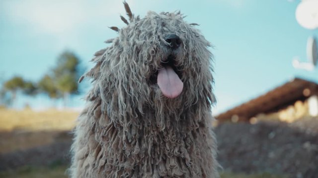 Lovely cute and concentrated komondor dog, hungarian shepherd yawn and relaxing on the grass of a garden in daylight Front Close Up.