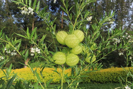 Gomphocarpus physocarpus, balloonplant, balloon cotton-bush, bishop's balls, nailhead, green swan plant, or milkweed tree plant 