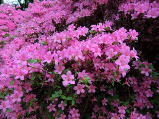 Rhododendron in spring during flowering