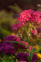 Pink flowers of Dianthus barbatus on nature background, close-up, soft focus