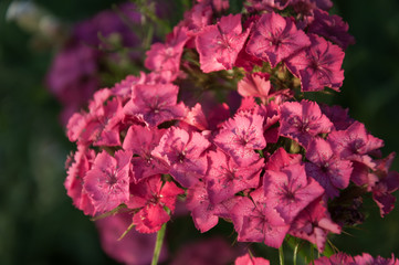 pink flowers in the garden