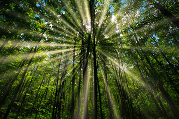 sun rays in green spring forest 