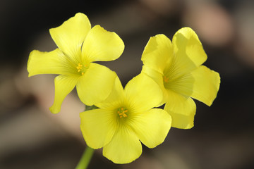 Fiore