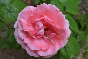 Yellow and purple colored wild flowers of France