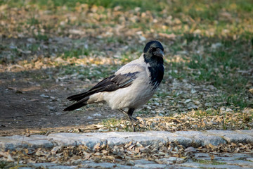 Raven birds in a park on children playground in winter