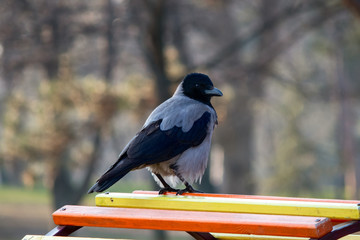Raven birds in a park on children playground in winter