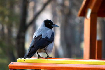 Raven birds in a park on children playground in winter