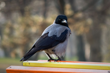 Raven birds in a park on children playground in winter