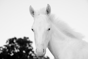 Obraz na płótnie Canvas White foal horse close up for young farm animal portrait.