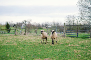 Shropshire sheep in rural farm field.