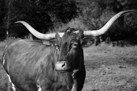 Texas Longhorn cow in black and white.