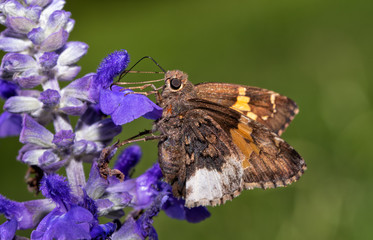Hoary Edge butterfly feeding on purple Salvia flowers with green summer background