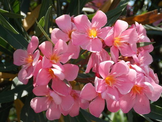 Flowers (oleander), Montenegro 1