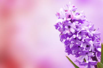 Lilac hyacinth on a light blurred background, suitable for postcards and greetings