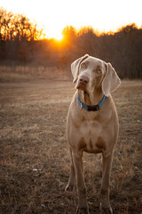Young Weimaraner dog looking at the viewer with a tilted head, with sunset on the background