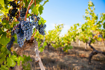 Raisin noir dans un vignoble en France. - obrazy, fototapety, plakaty