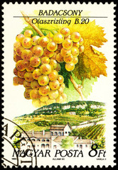 Grapes Olaszrizling on postage stamp