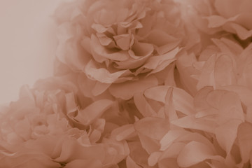 Beautiful abstract color red and brown flowers on white background and light red flower frame and brown leaves texture, yellow background, white banner happy valentine