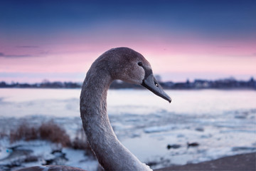 The grey swan profile in all its elegance on beautiful sunset background . Alone in the frozen world thinking about life.