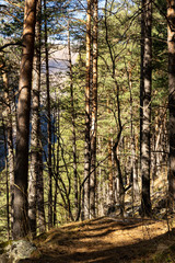 trail in a pine forest