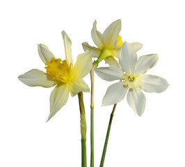 Obraz na płótnie Canvas three white Narcissus flowers isolated white background