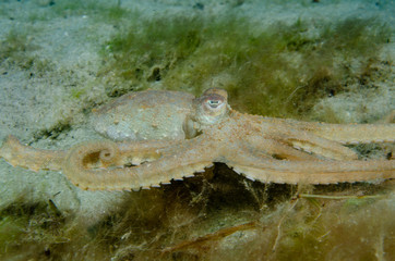 Atlantic Longarm Octopus hunting along the ocean bottom