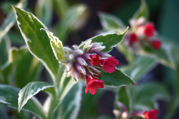Small flowers of a high quality pulmonaria of red colour reveal by turns against white-green leaves.