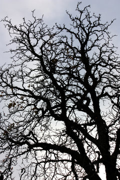 H&ouml;sttr&auml;d/stam.