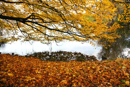 H&ouml;st p&aring; Djurg&aring;rden.