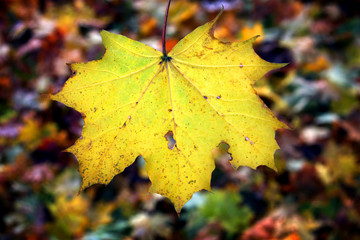 Höstlöv/Lönnlöv.