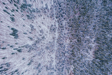 Aerial shot of frozen pine trees in winter. 