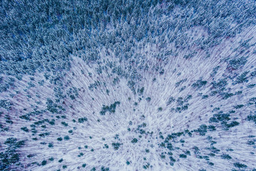 Aerial shot of frozen pine trees in winter. 