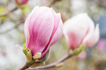 Fototapeta premium Magnolie Blüte Frühling